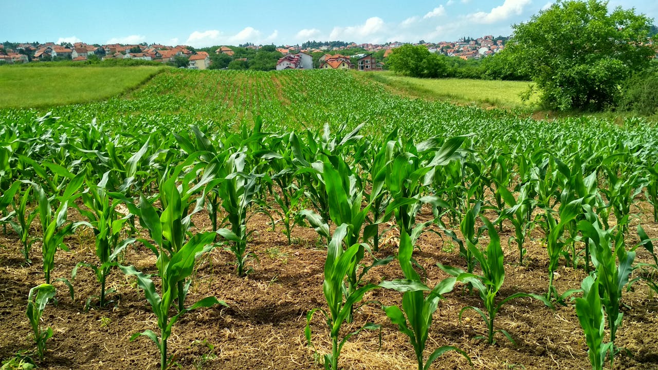 The Best Noise-Canceling Headphones Under $200 Vibrant cornfield in Beograd, Serbia, showcasing lush growth and suburban background.