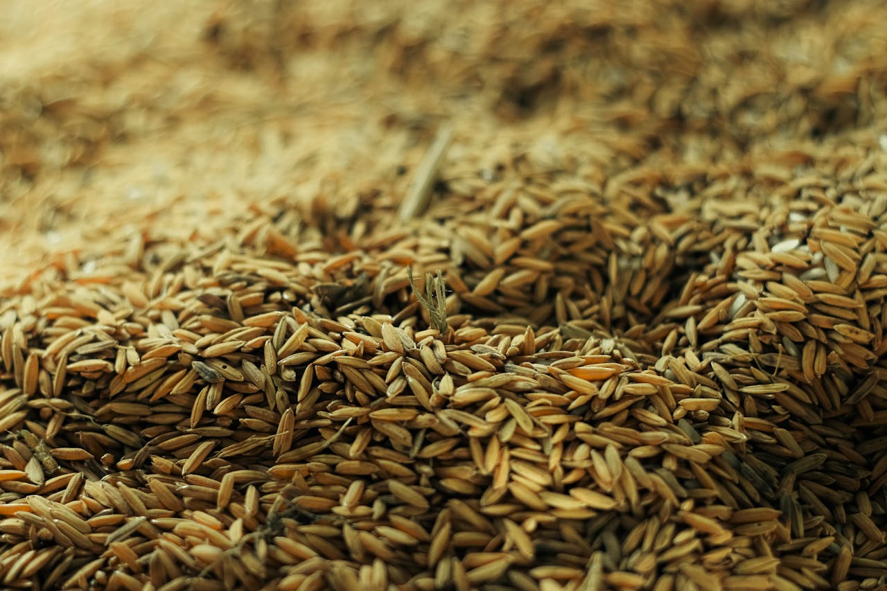 Services-03 A detailed view of wheat grains in a pile, ready for processing.
