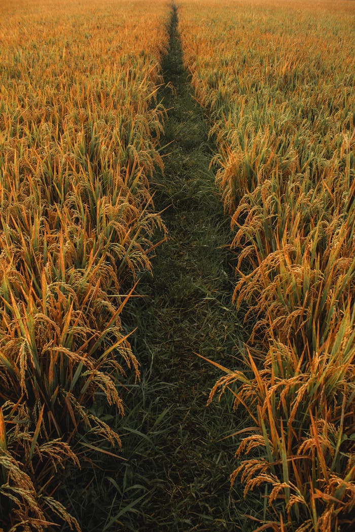 A lush golden rice field with a narrow path in rural Bandung, Indonesia, during harvest season.