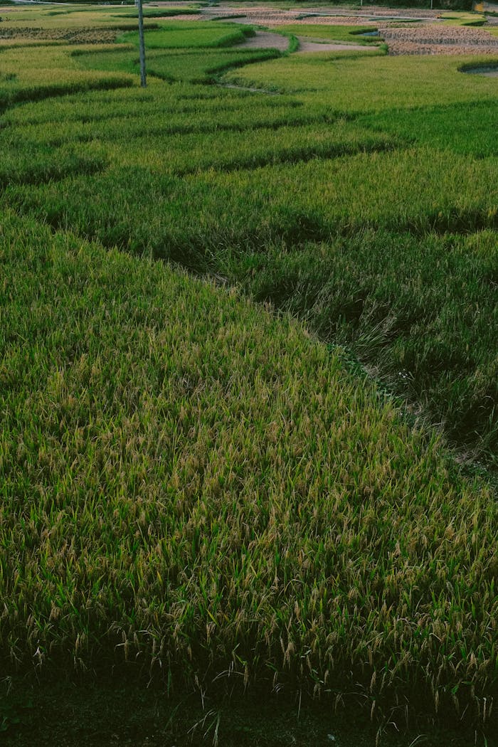 why-choose-us Vibrant green rice fields during summer, showcasing natural beauty and agricultural patterns.