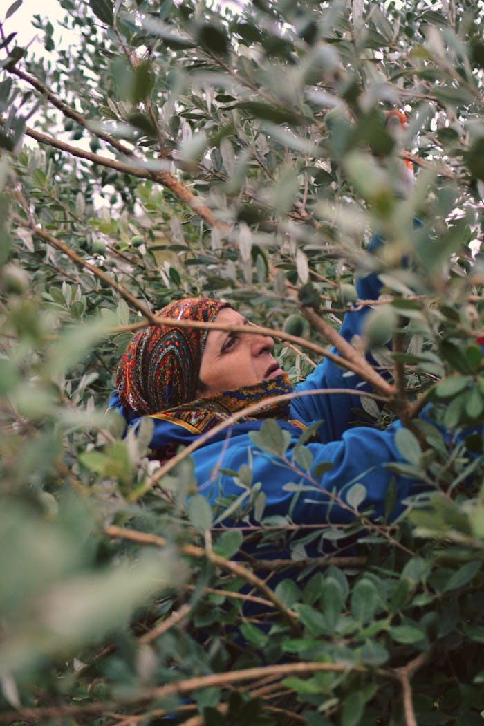A woman in a headscarf harvesting olives surrounded by lush green branches.