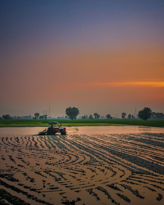 Agrimotor moving through rice field during harvest season in agricultural farm at sundown