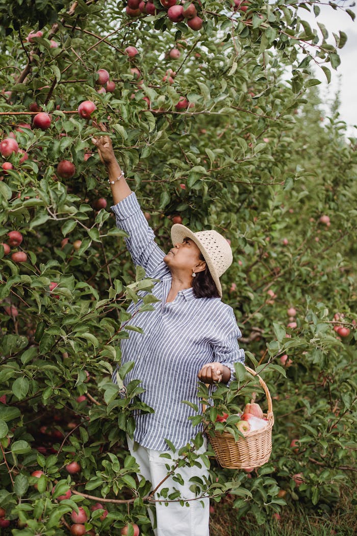 The Secret Ingredient Top Chefs Swear By Ethnic female farmer with wicker basket picking fresh apples from green tree in countryside