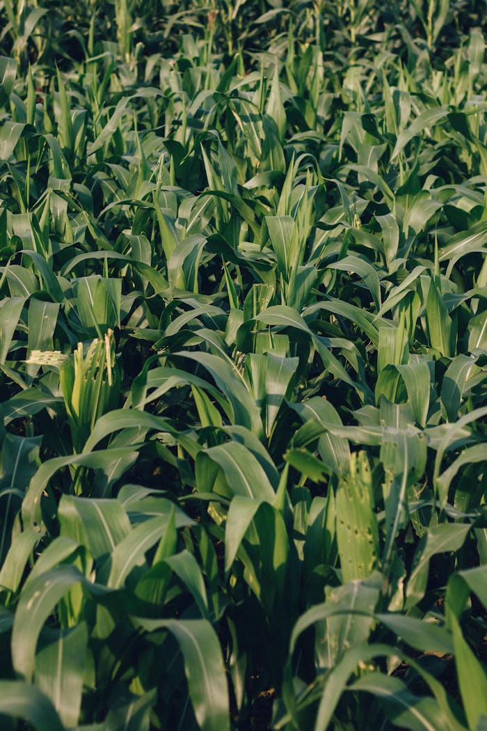creative Green corn plants thriving in a lush field in Qinghai Province, capturing agricultural vitality.