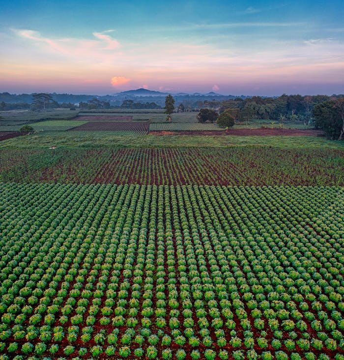 How EVs Are Shaping the Future of Urban Commutes Lush cassava fields in Banten, Indonesia captured in a stunning aerial view at sunset.