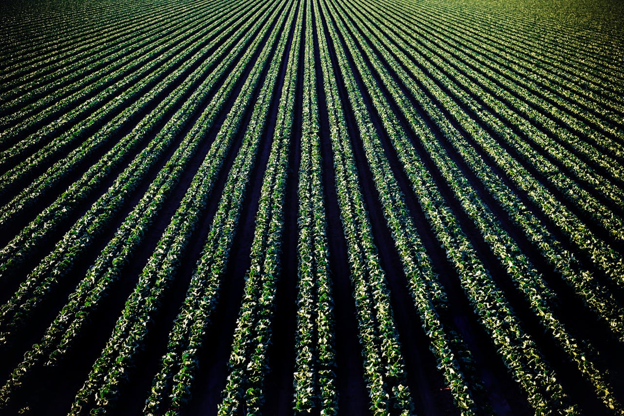 Services-02 Aerial perspective of lush croplands in Santa Maria, California.